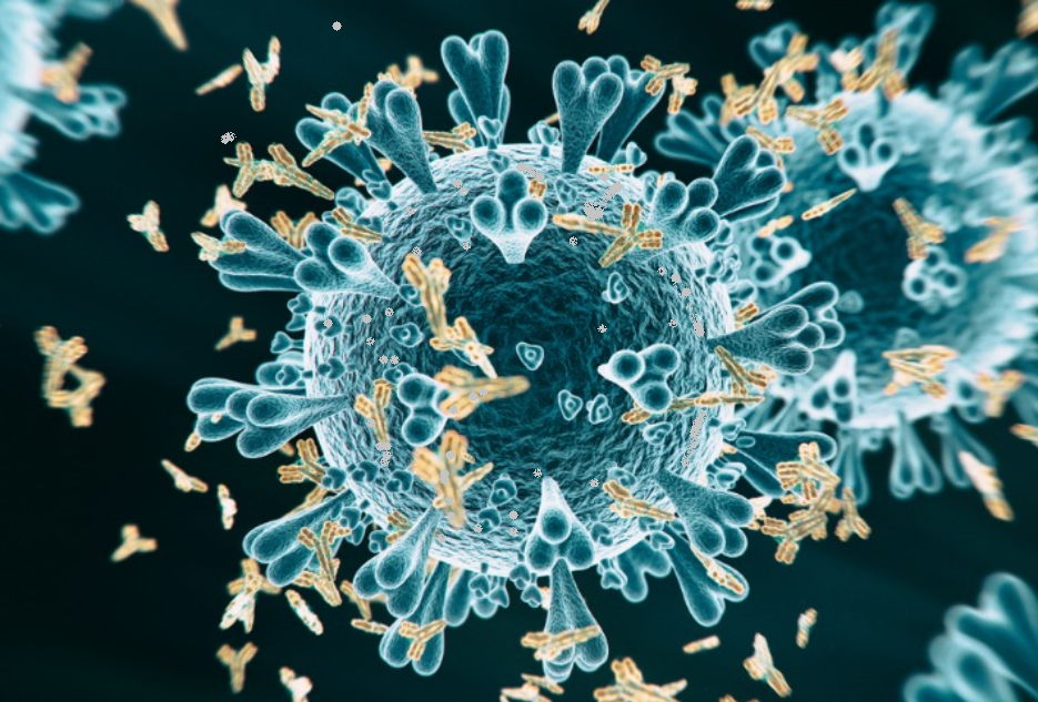 Koronavirüsün Belli Bir Zaman Sonra Mutasyon Geçirmesi Hücrelere Nüfuz Etmesini Kolaylaştırıyor.