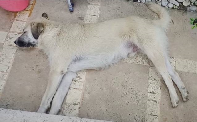 Sokak hayvanları için protestolar gerçekleştirdi.