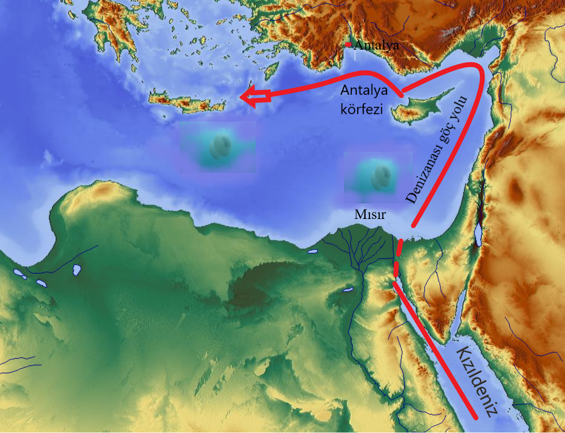Antalya Körfezi’ndeki Denizanaları
