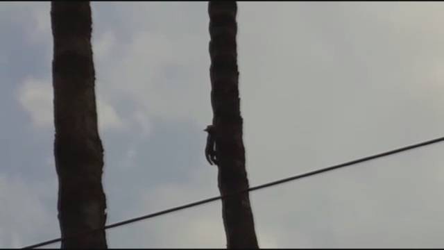 Ağaca çıkan kedinin yarattığı İlgi